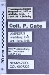 Etiketten zu Ampedus wachtangi (Dolin, 1970) (NHMW-ZOO-COL-0007222)